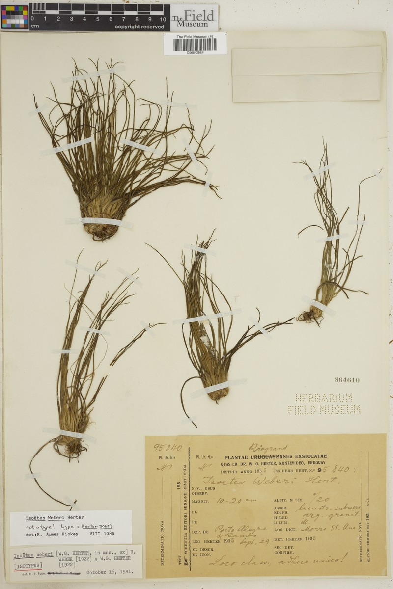 Isoetes weberi photo 2