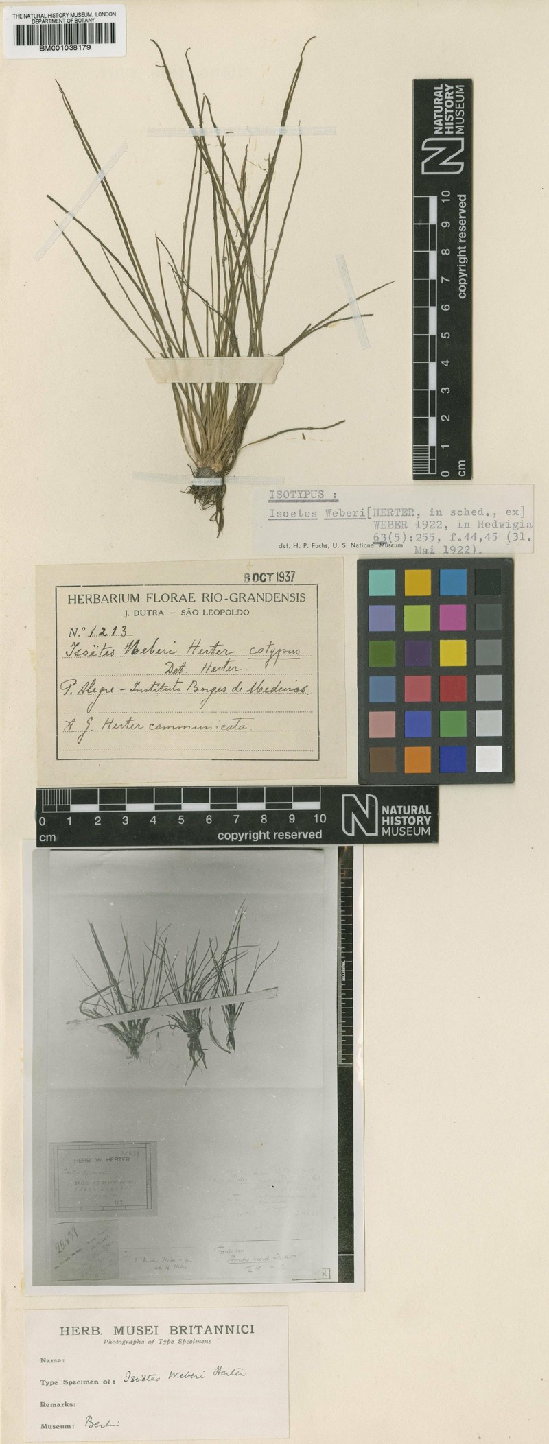Isoetes weberi photo 3