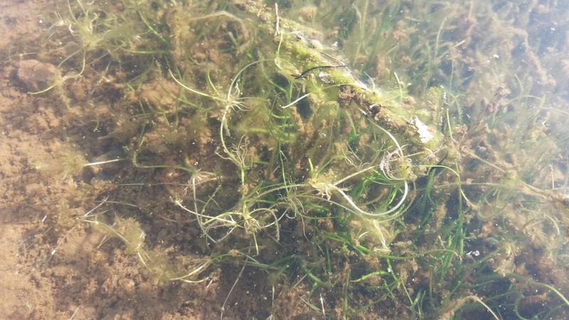 Isoetes welwitschii