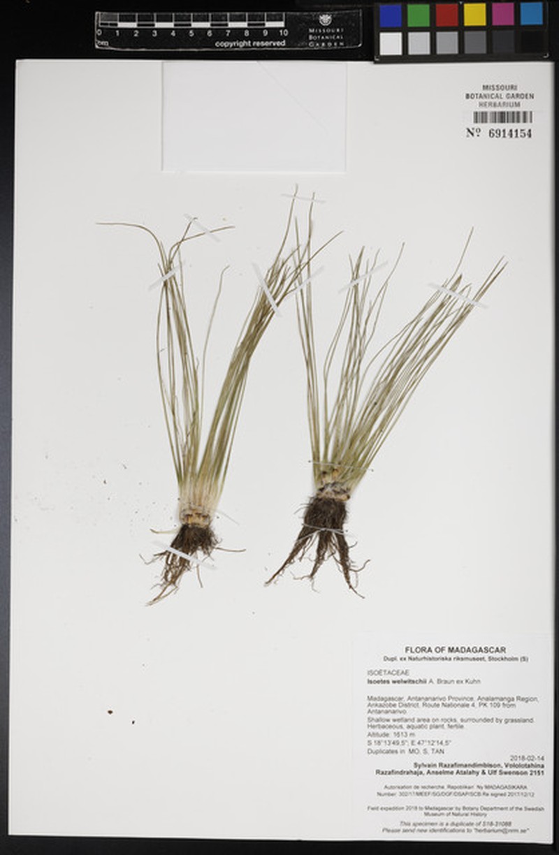 Isoetes welwitschii photo 3