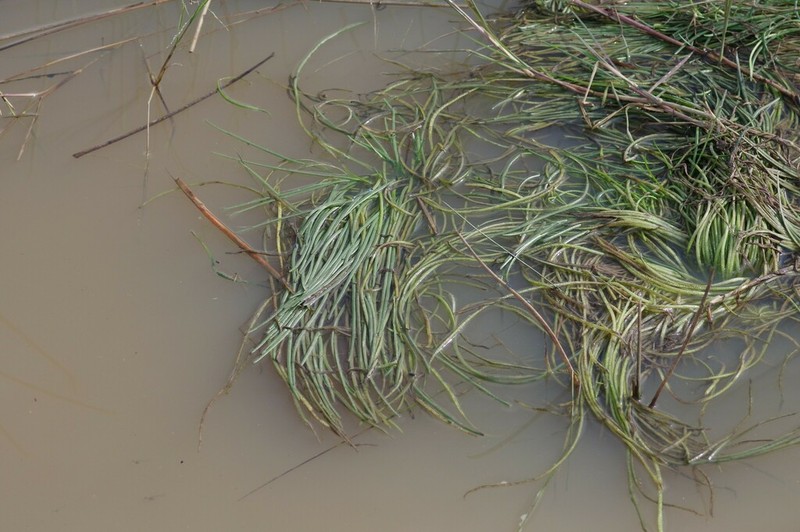 Isoetes wormaldii
