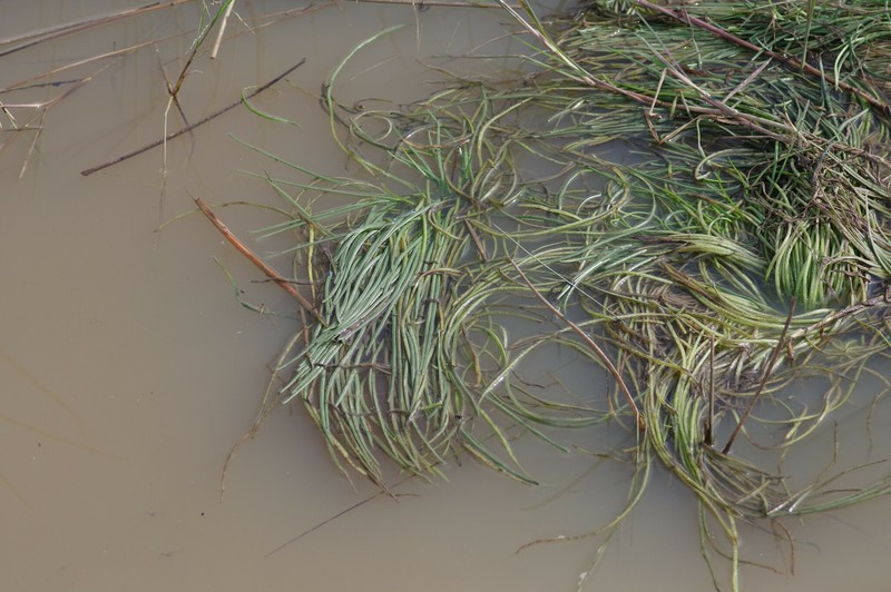 Isoetes wormaldii photo 3