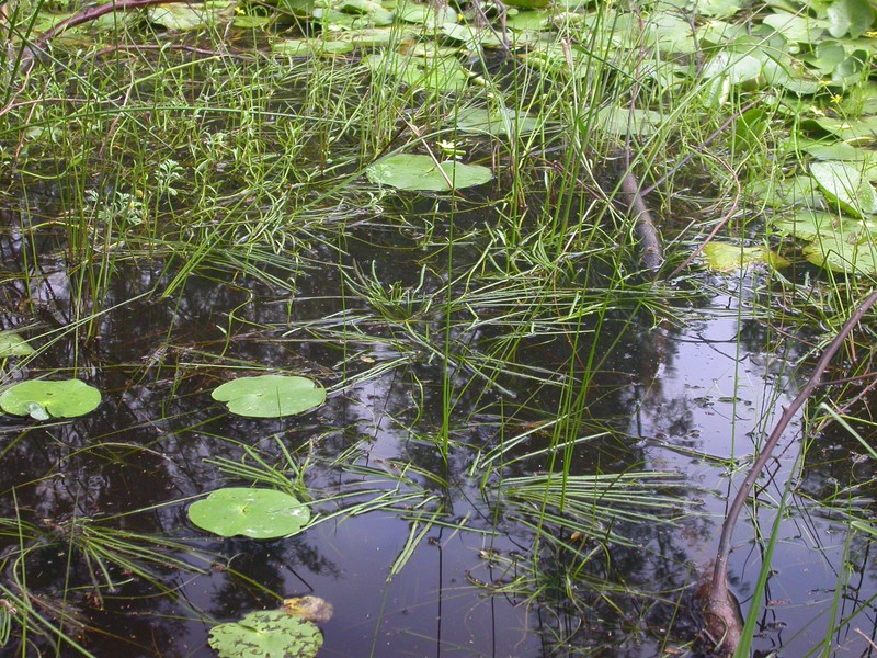 Isoetes wormaldii photo 4