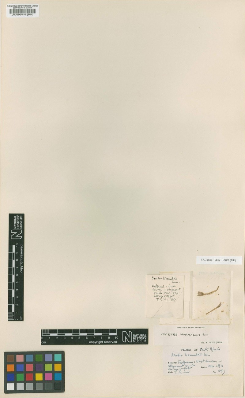 Isoetes wormaldii photo 5