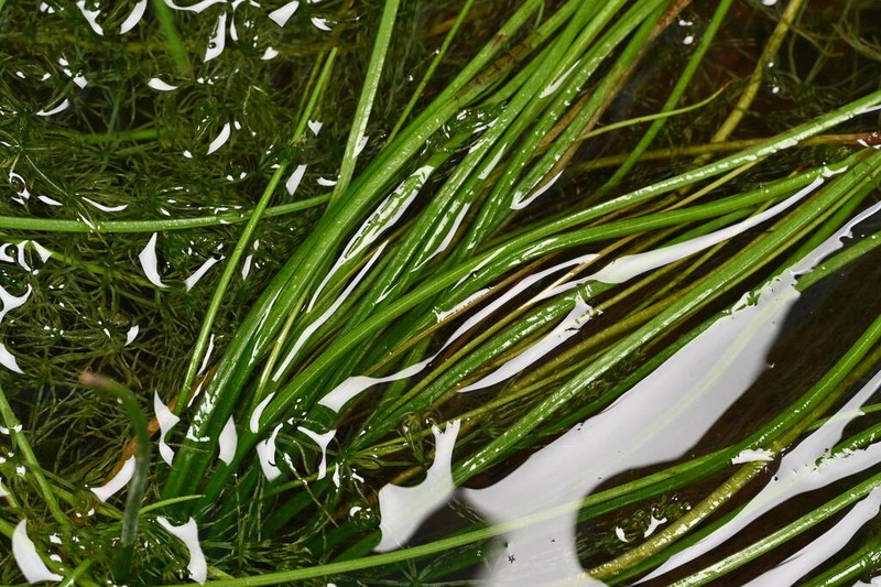 Isoetes yunguiensis