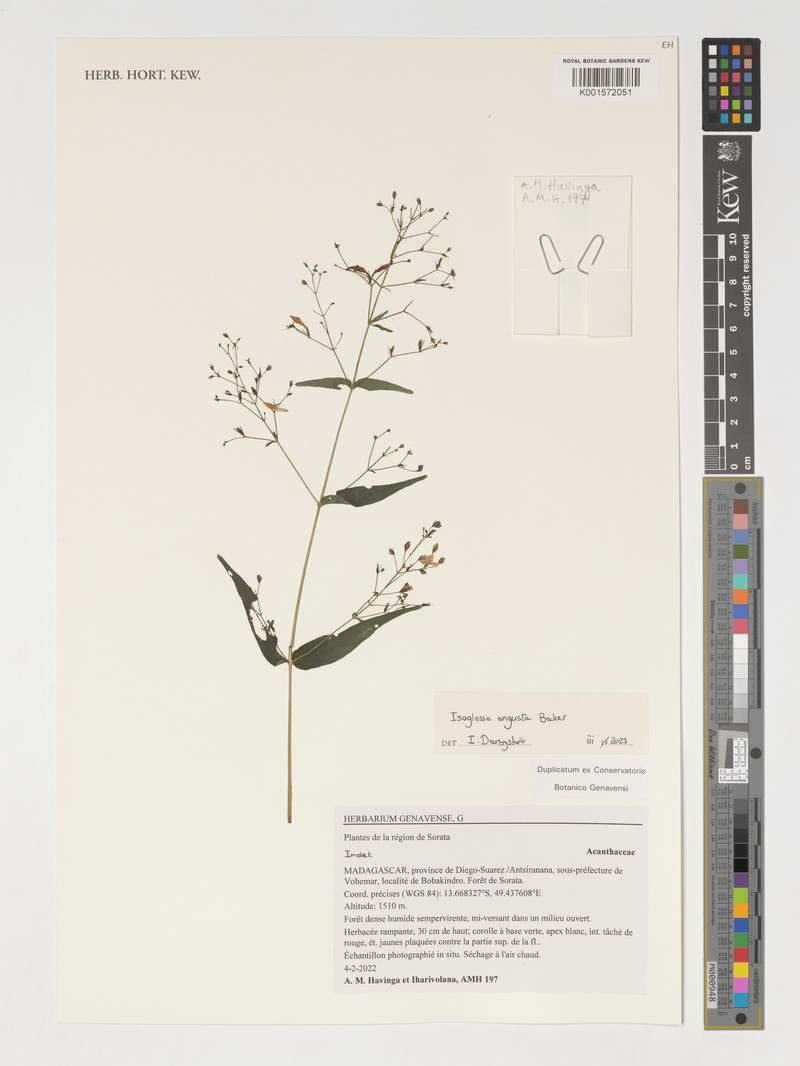 Isoglossa angusta