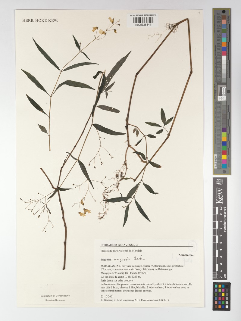 Isoglossa angusta photo 2