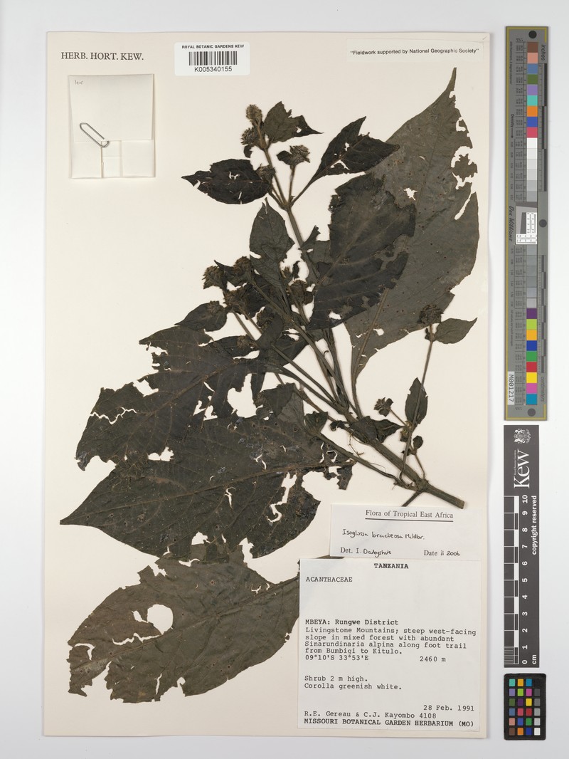 Isoglossa bracteosa
