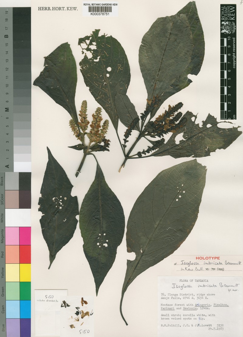 Isoglossa bracteosa photo 2