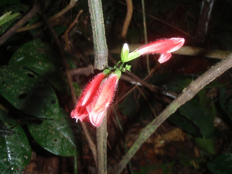 Isoglossa candelabrum photo 5