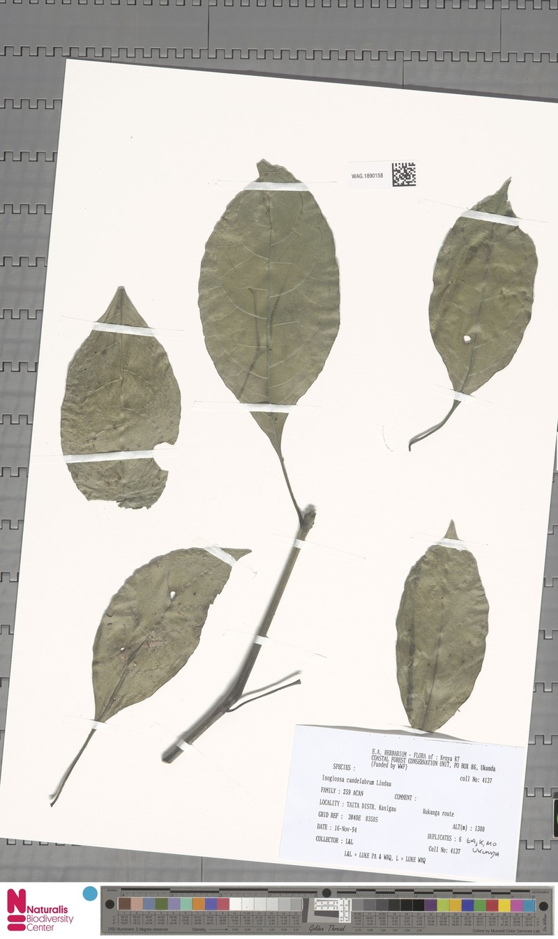 Isoglossa candelabrum photo 6