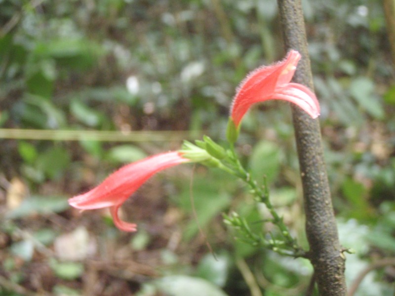 Isoglossa candelabrum