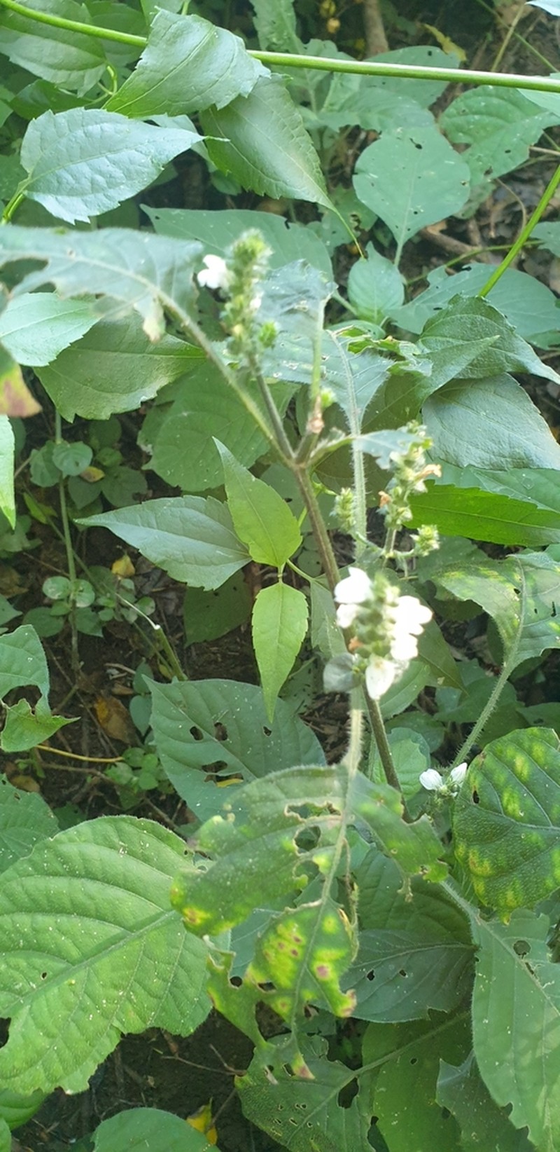 Isoglossa ciliata