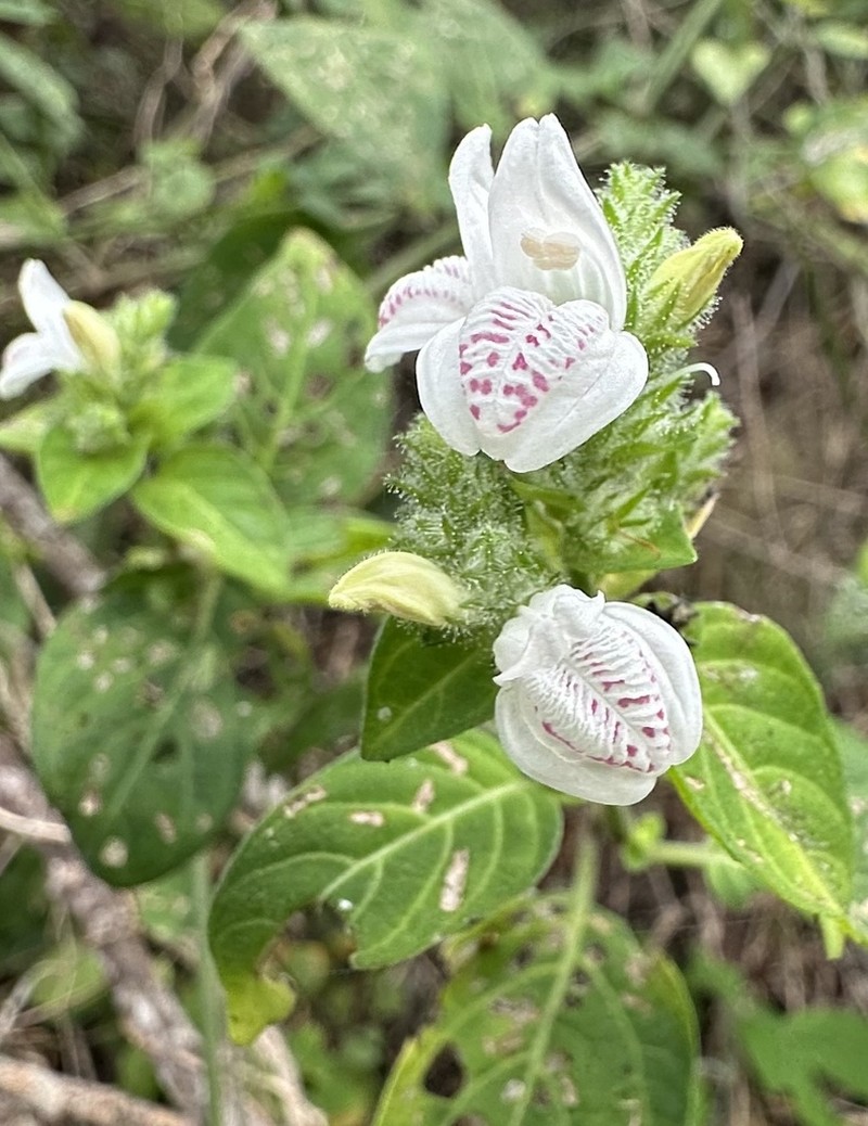 Isoglossa ciliata photo 2