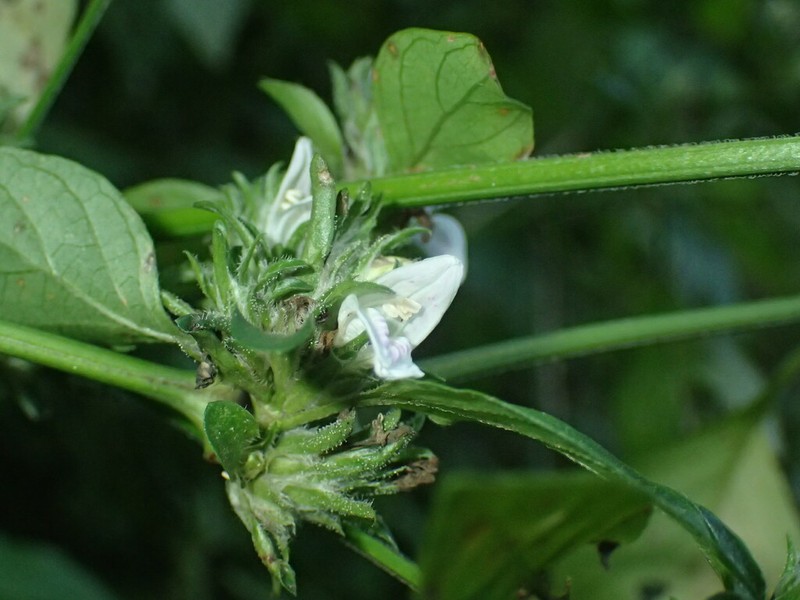 Isoglossa ciliata photo 3
