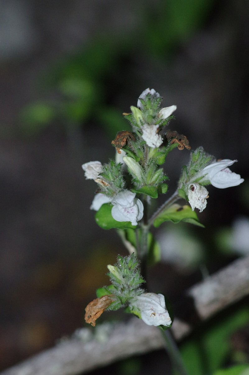 Isoglossa ciliata photo 4
