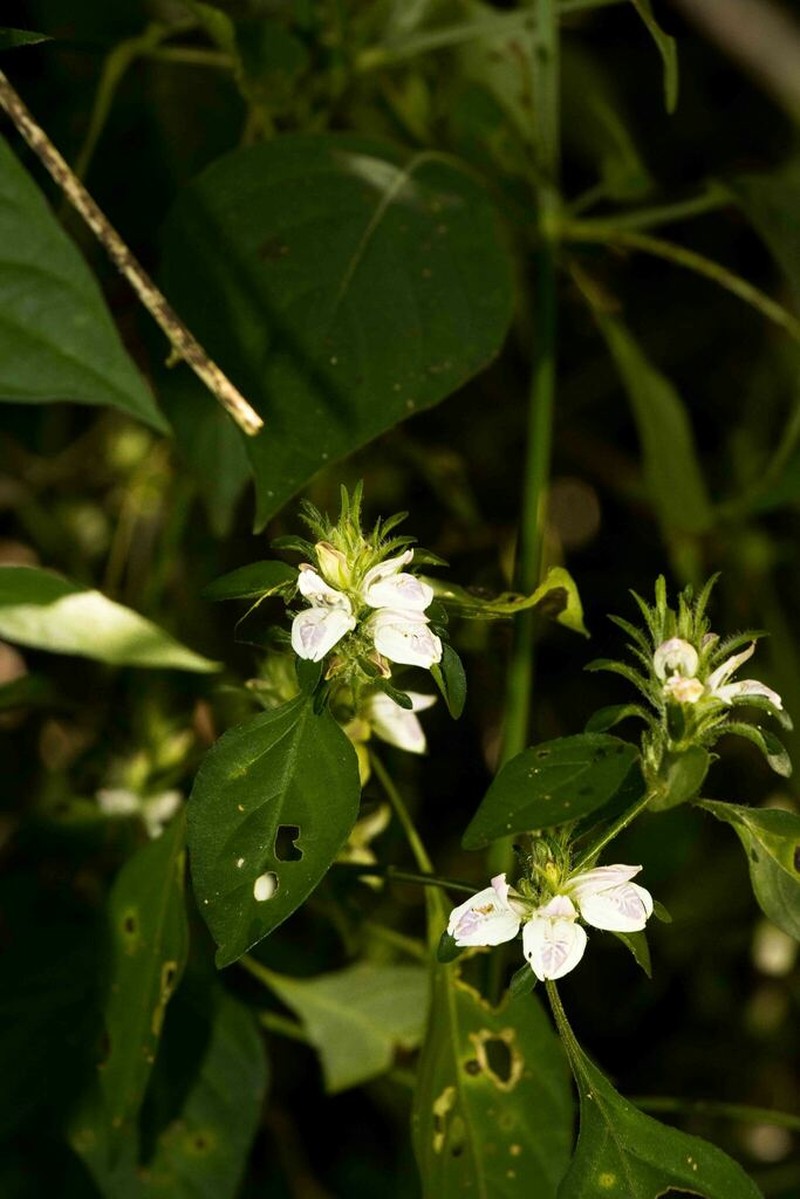 Isoglossa ciliata photo 5