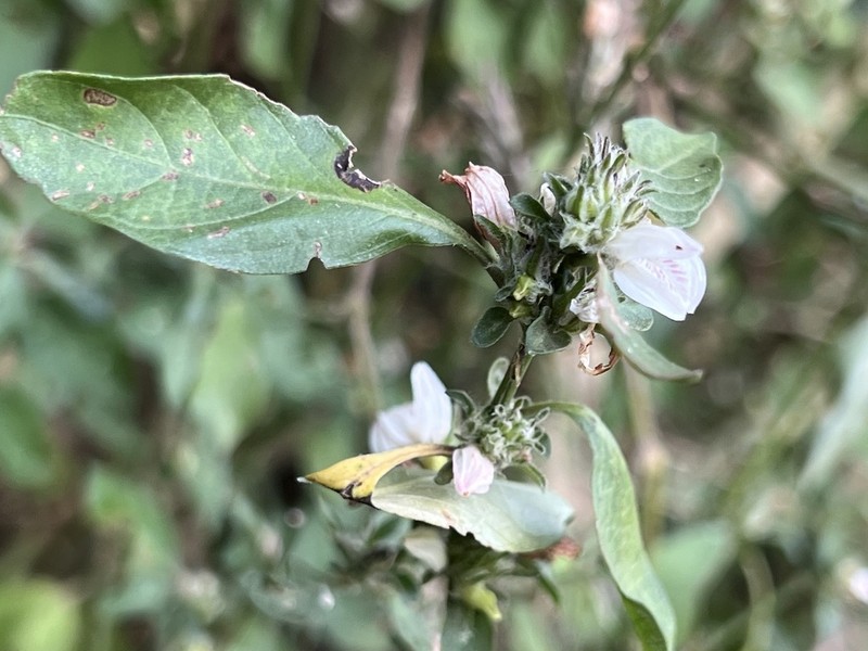 Isoglossa ciliata photo 6