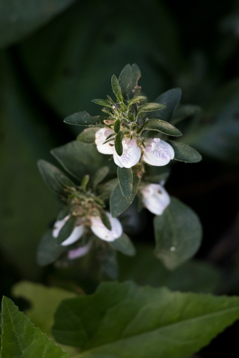 Isoglossa ciliata photo 7