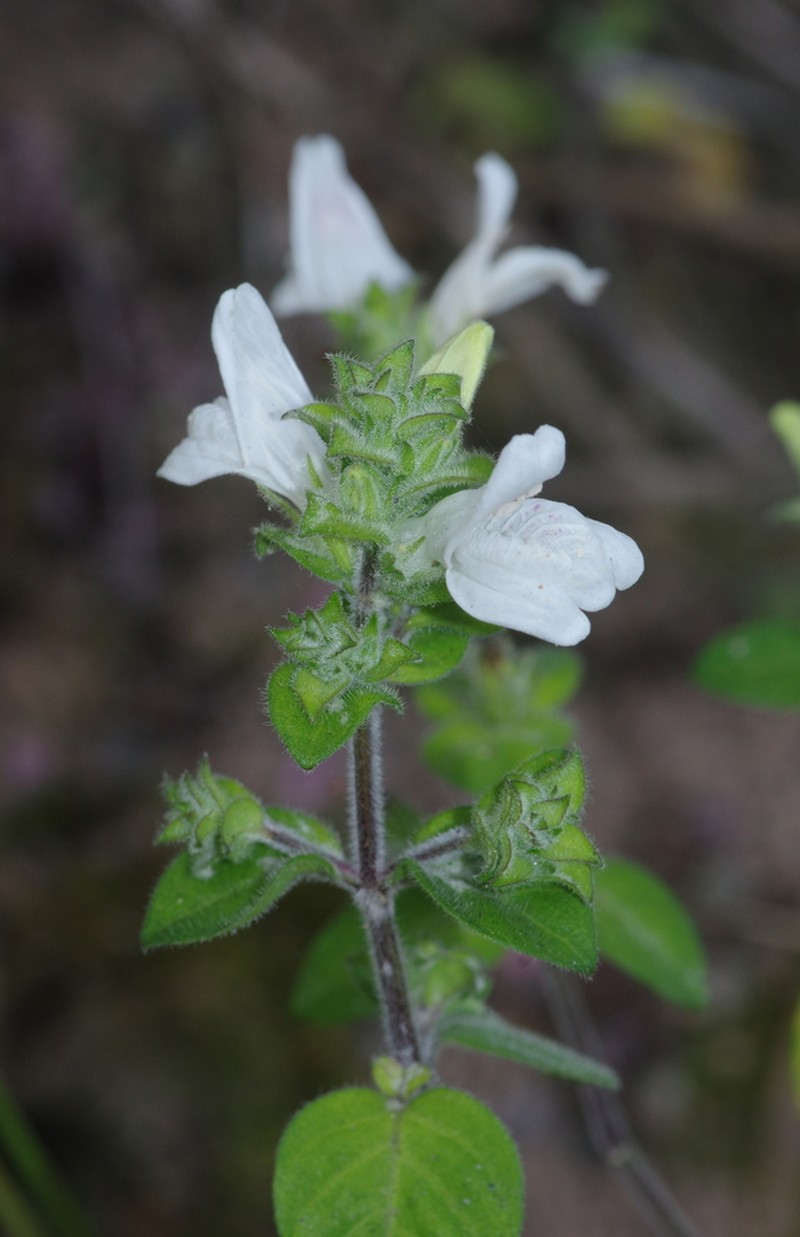 Isoglossa ciliata photo 8