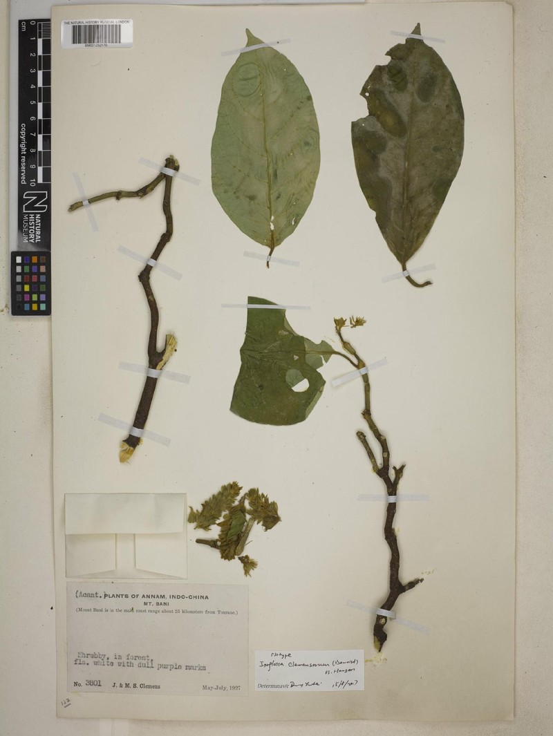 Isoglossa clemensiorum