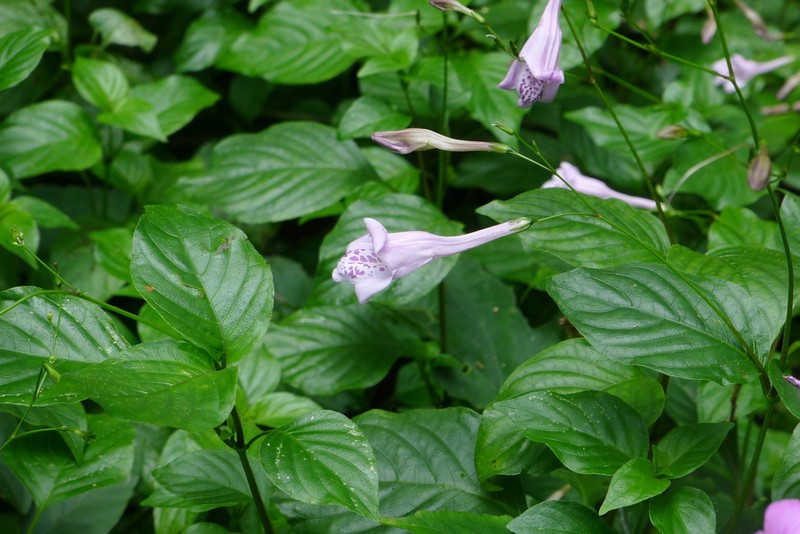 Isoglossa collina photo 2