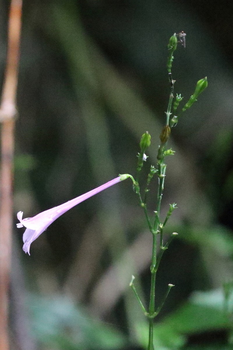 Isoglossa collina photo 3