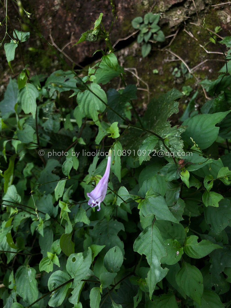Isoglossa collina photo 4