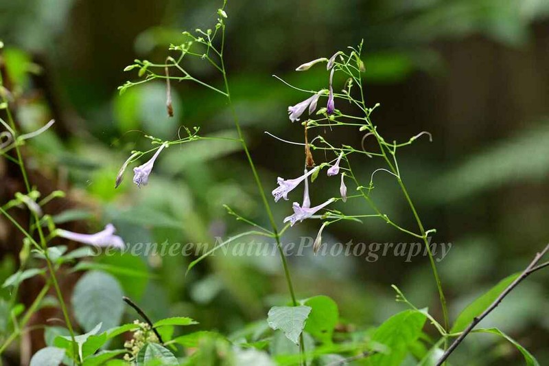 Isoglossa collina photo 7