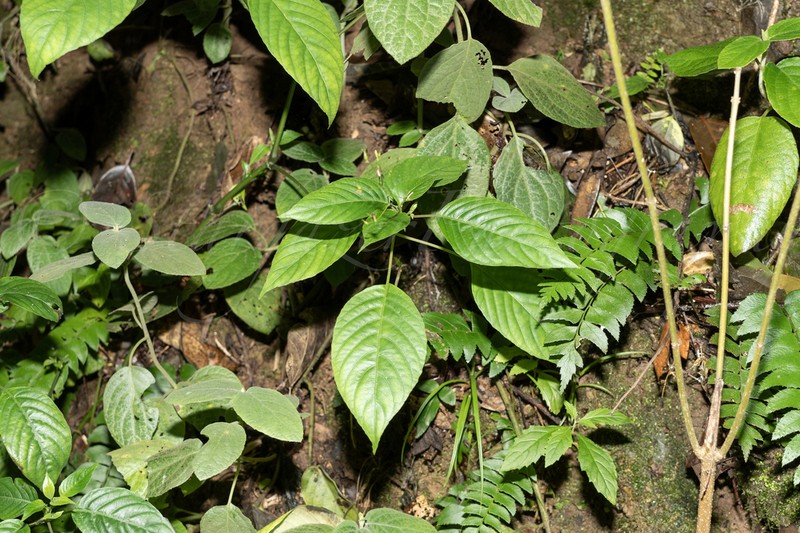 Isoglossa collina photo 8