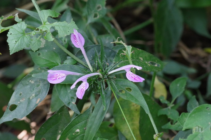 Isoglossa cooperi