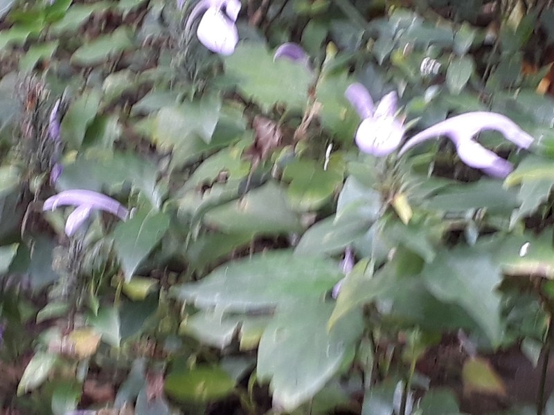 Isoglossa cooperi photo 2