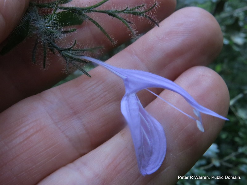 Isoglossa cooperi photo 3