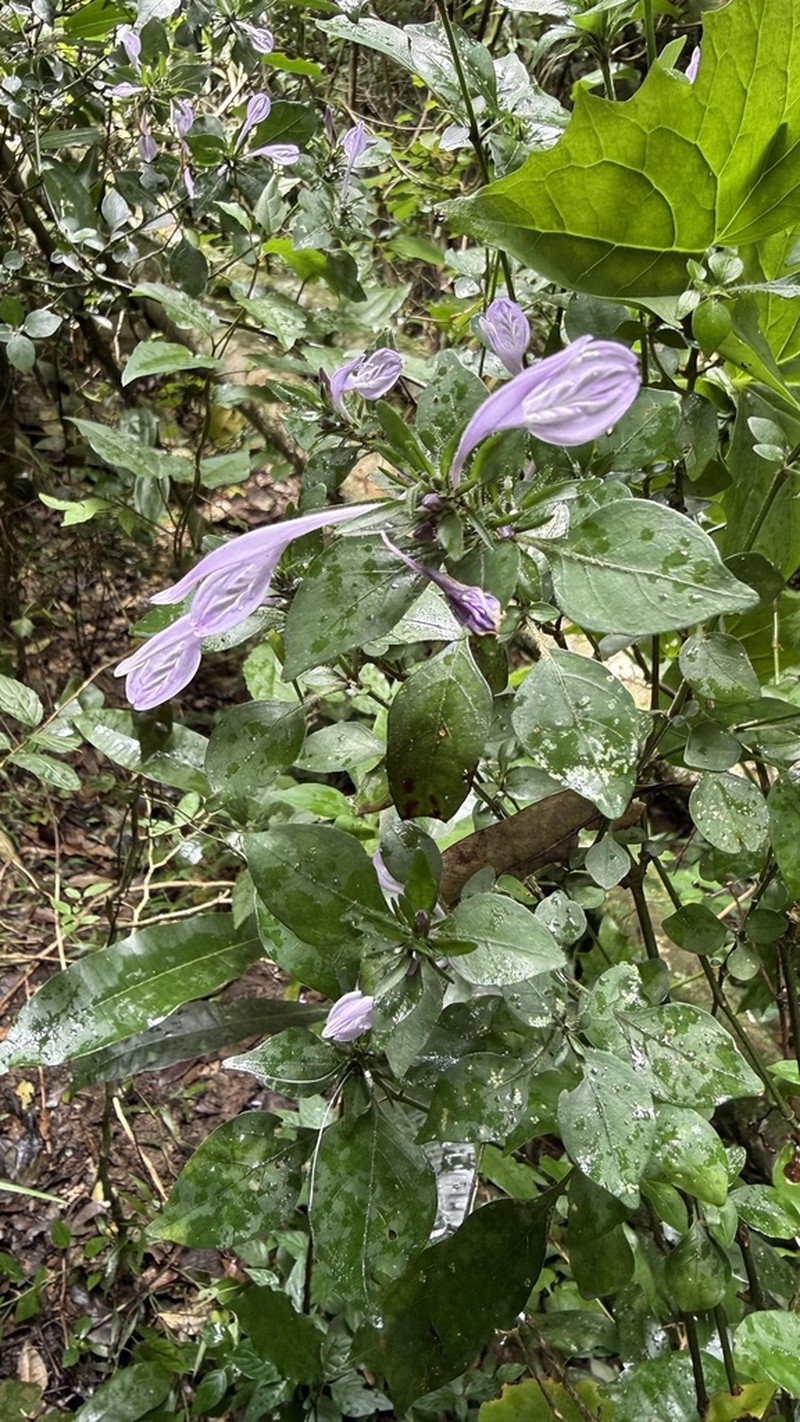 Isoglossa cooperi photo 4