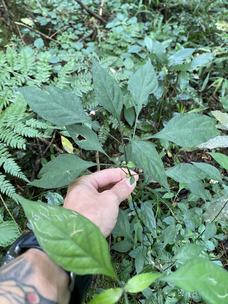 Isoglossa cooperi photo 5
