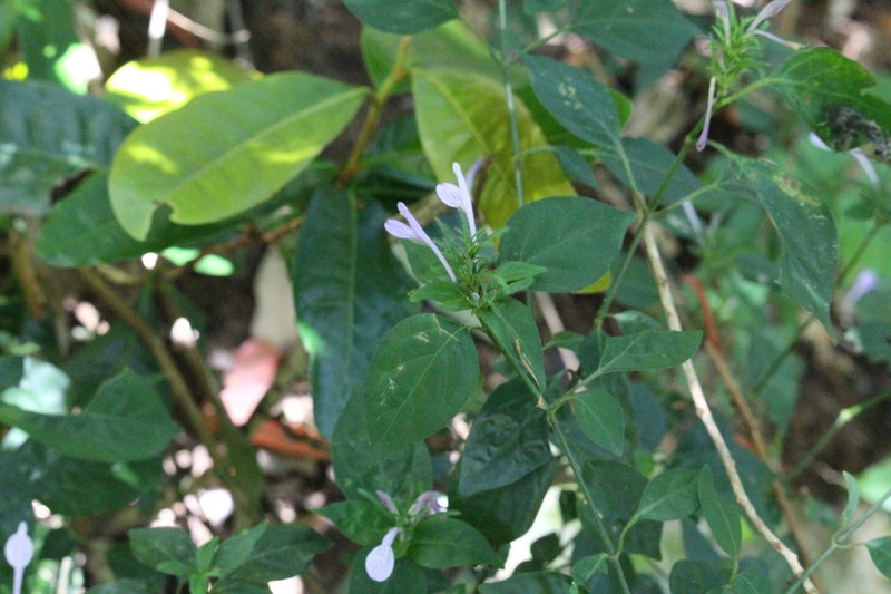Isoglossa cooperi photo 6
