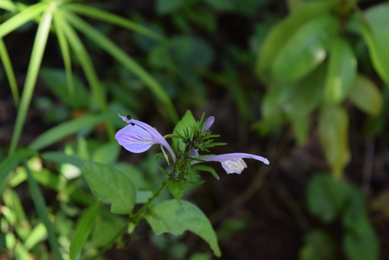 Isoglossa cooperi photo 7