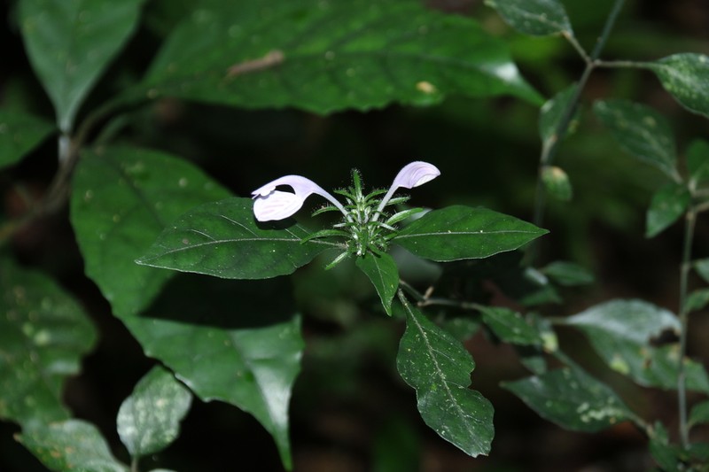 Isoglossa cooperi photo 8