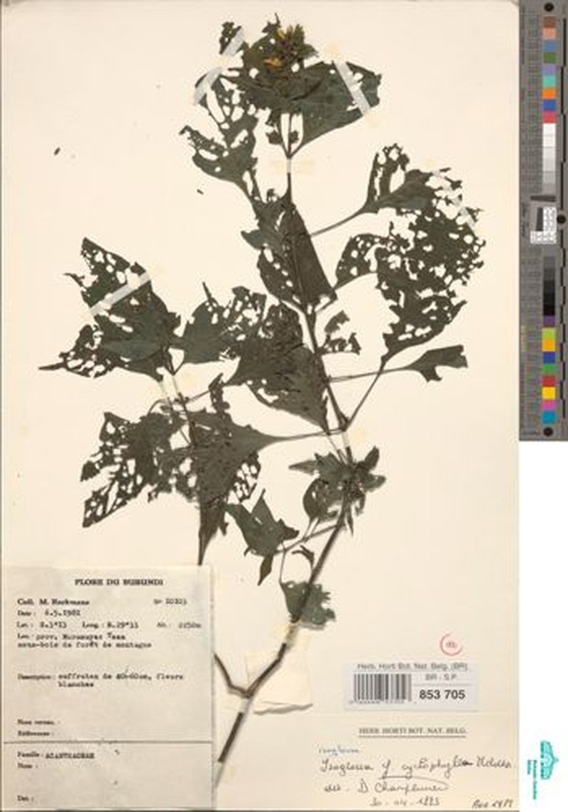 Isoglossa cyclophylla