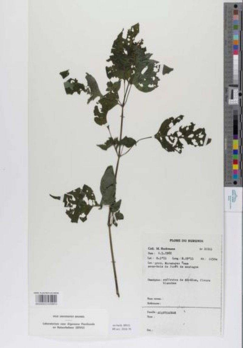Isoglossa cyclophylla photo 2