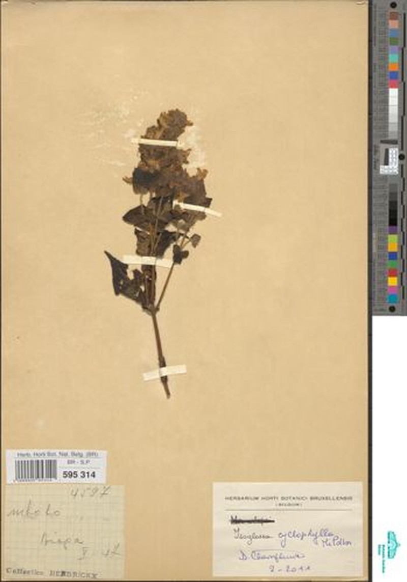 Isoglossa cyclophylla photo 3
