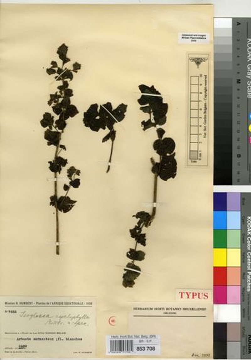 Isoglossa cyclophylla photo 4