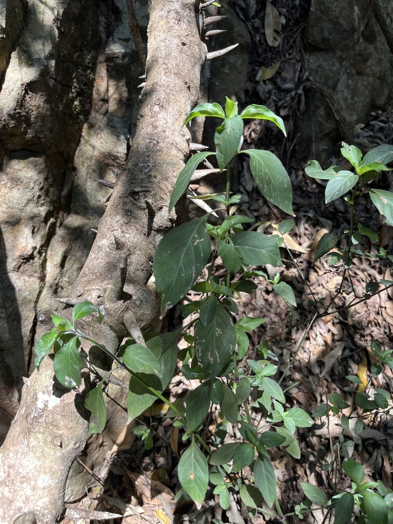 Isoglossa delicatula