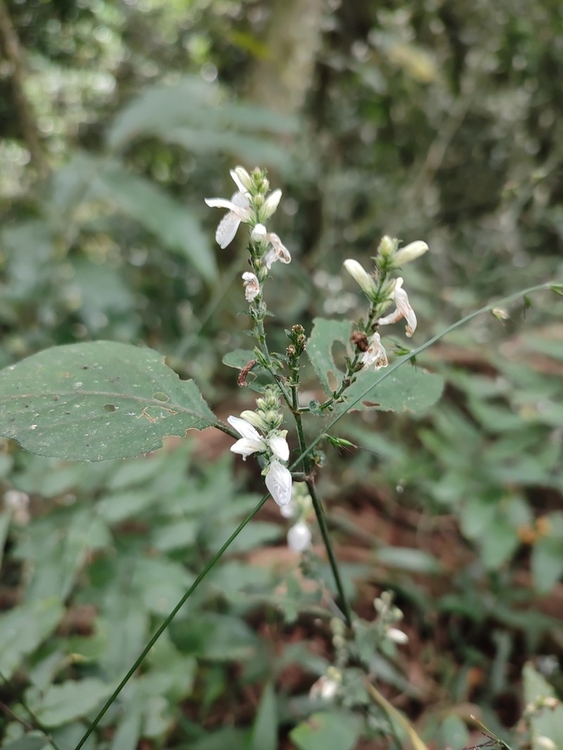 Isoglossa delicatula photo 2