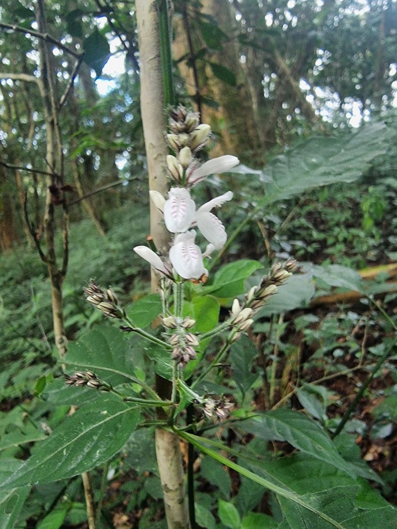 Isoglossa delicatula photo 3