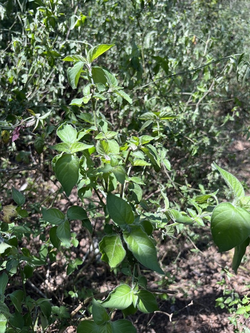 Isoglossa delicatula photo 4