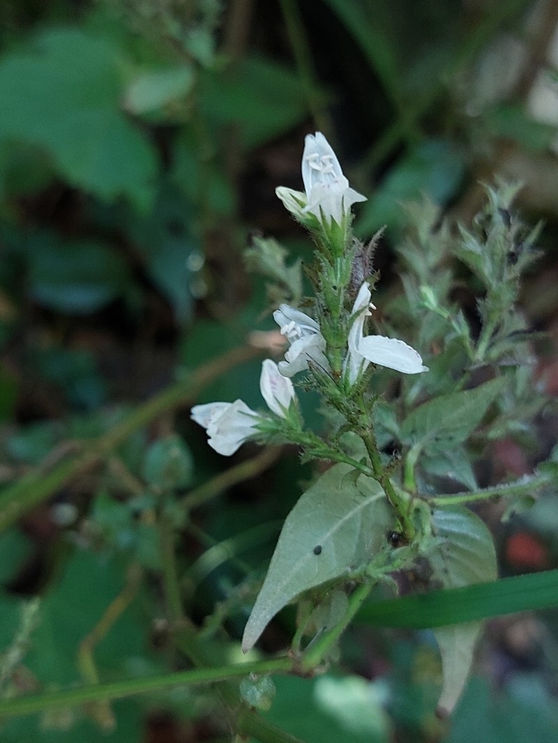 Isoglossa delicatula photo 5