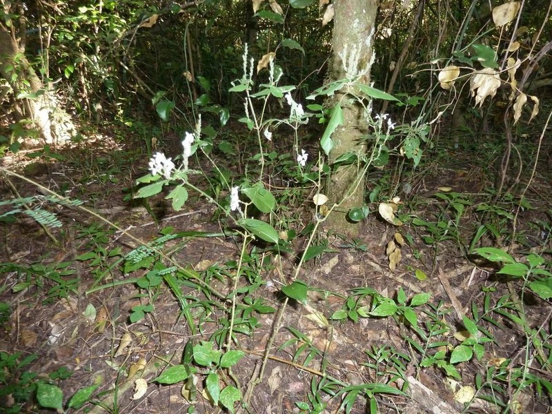 Isoglossa delicatula photo 6