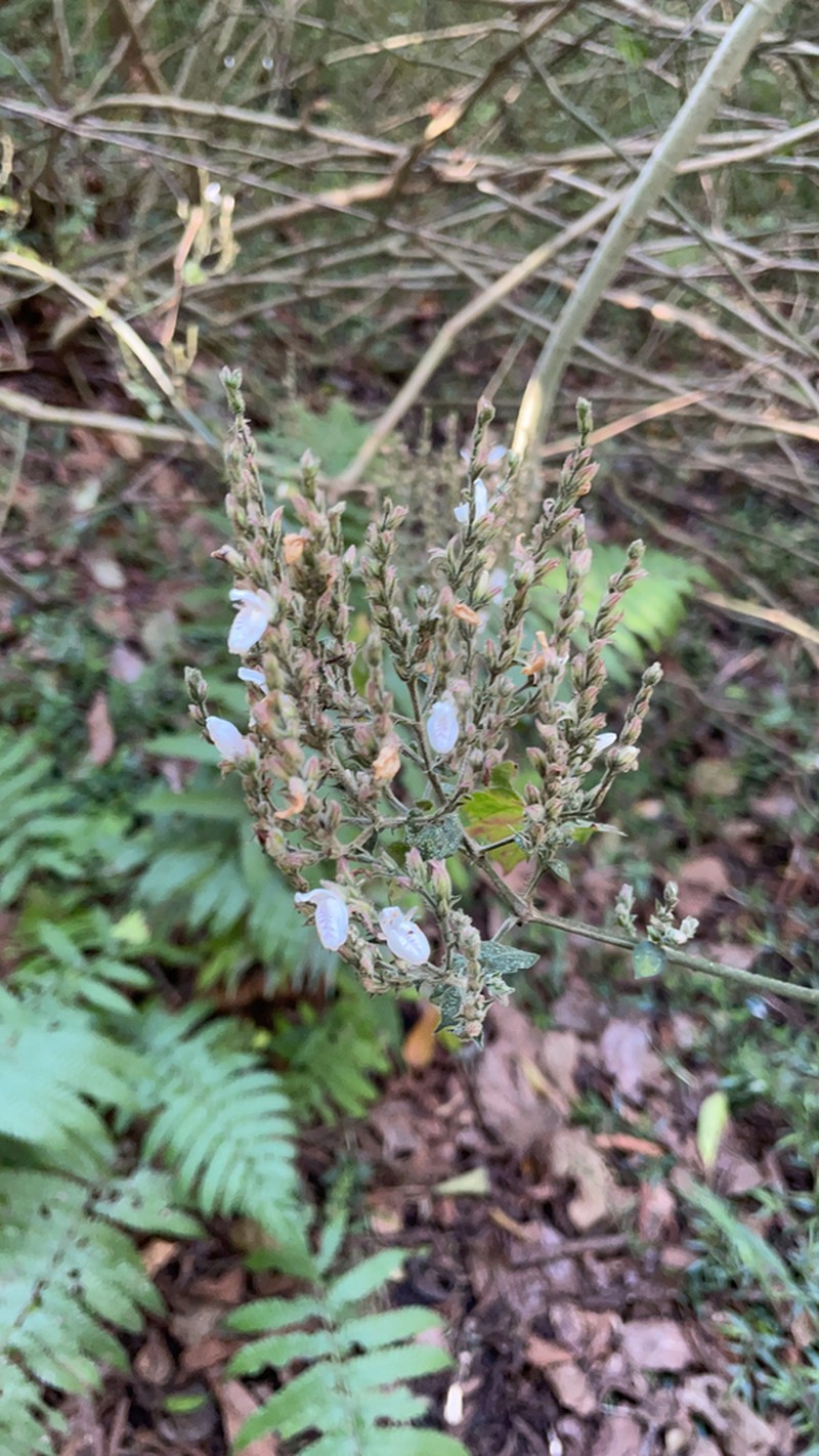 Isoglossa delicatula photo 7