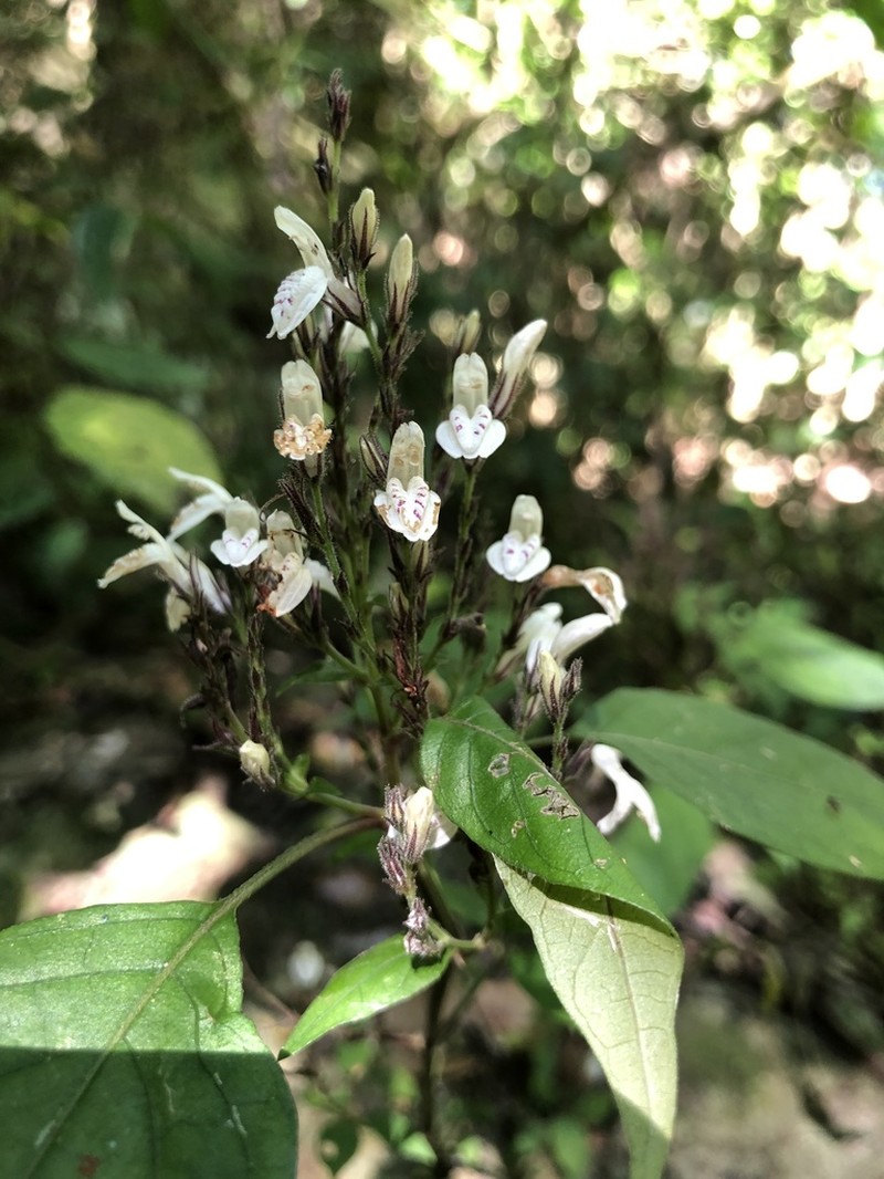 Isoglossa delicatula photo 8